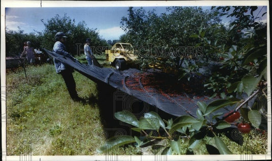1993 Press Photo Seaquist Orchard workers catch fruit in Sister Bay, Door County - Historic Images