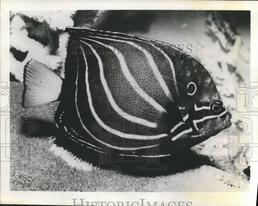 Press Photo The Blue Angelfish adds glamour to any tropical fish aquarium - Historic Images