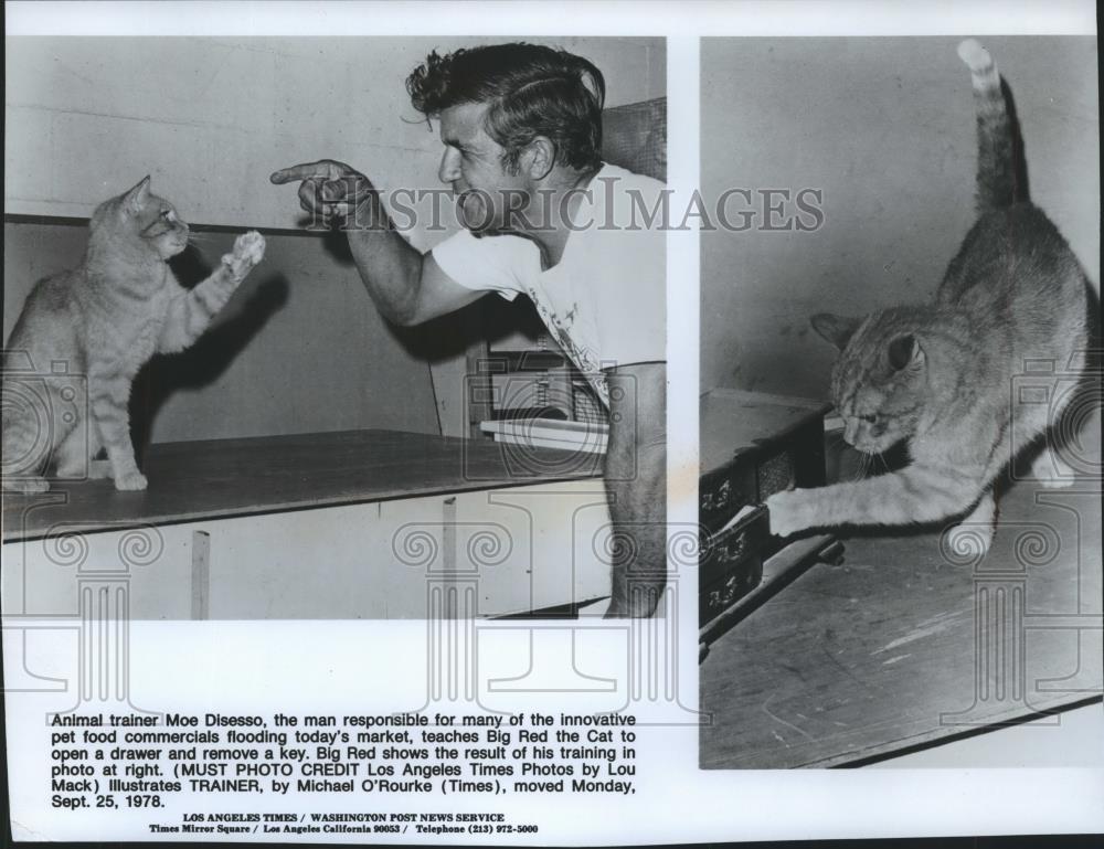 1978 Press Photo Animal trainer Moe Disesso trains animals for commercials. - Historic Images