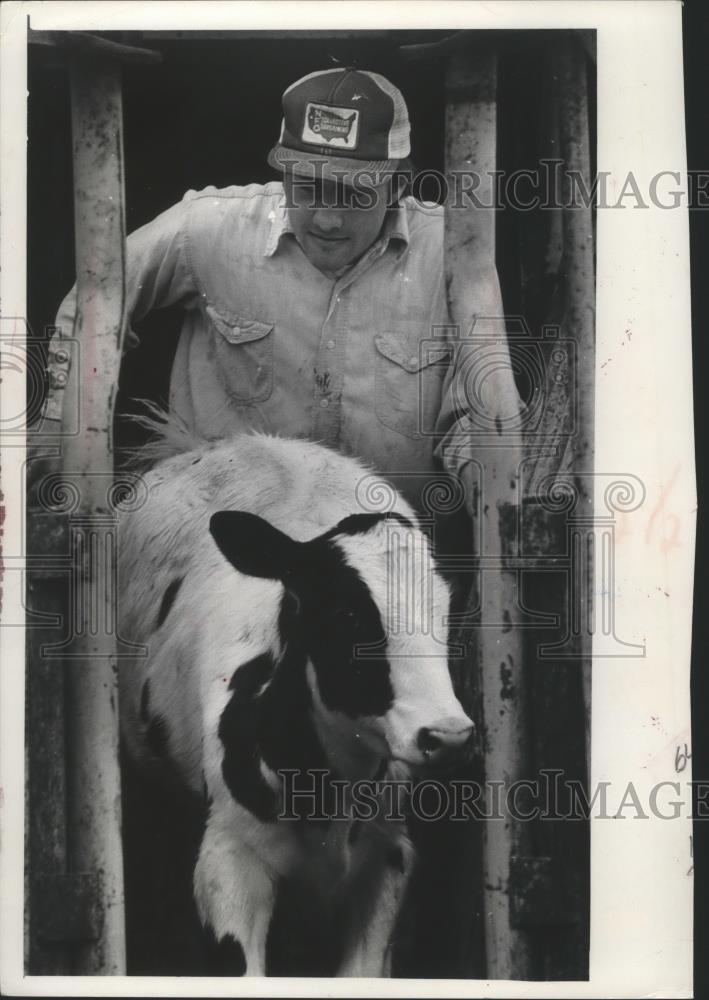 1979 Press Photo Steve Schultz helps a cow into a vaccination chute - mjb05065 - Historic Images