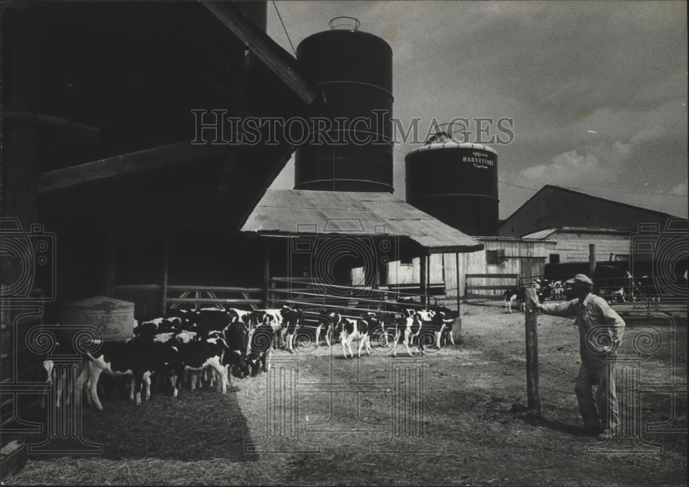 1981 Press Photo A farmer looks over his stock at a dairy farm, Baraboo. - Historic Images