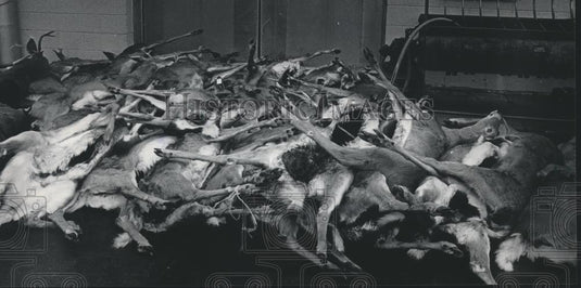 1985 Press Photo Hunted Deer to be Processed at Wisconsin's Franklin Meats - Historic Images