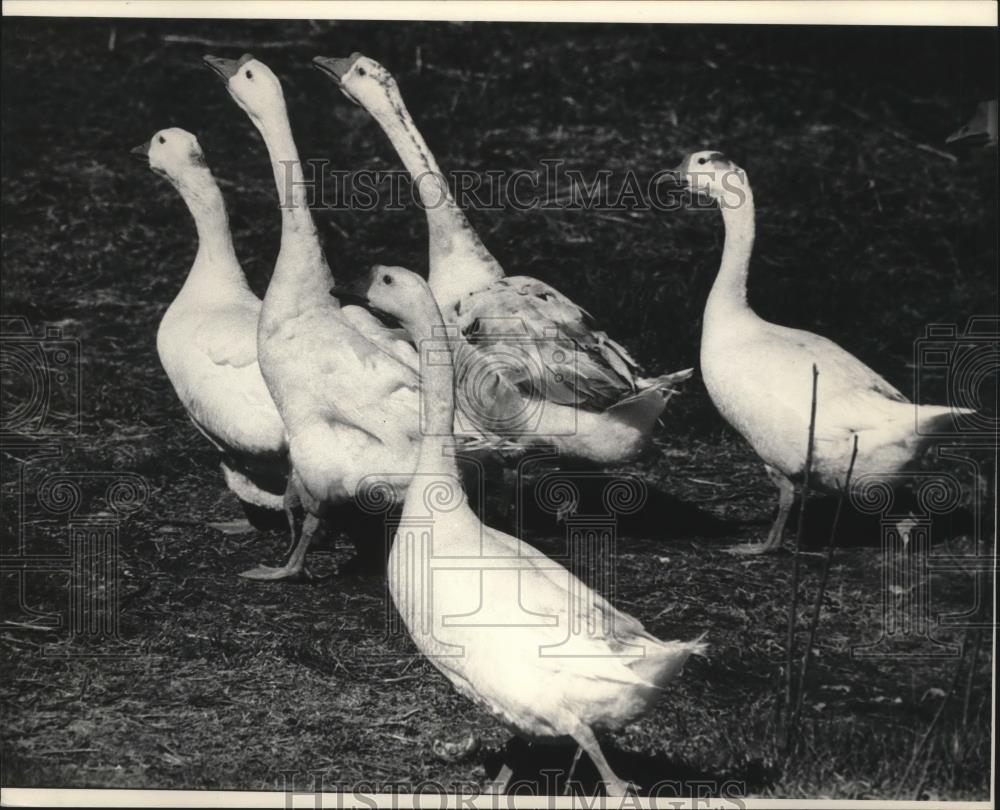 Press Photo A Gaggle of Geese Heralded the Spring Season - mjb05629 - Historic Images