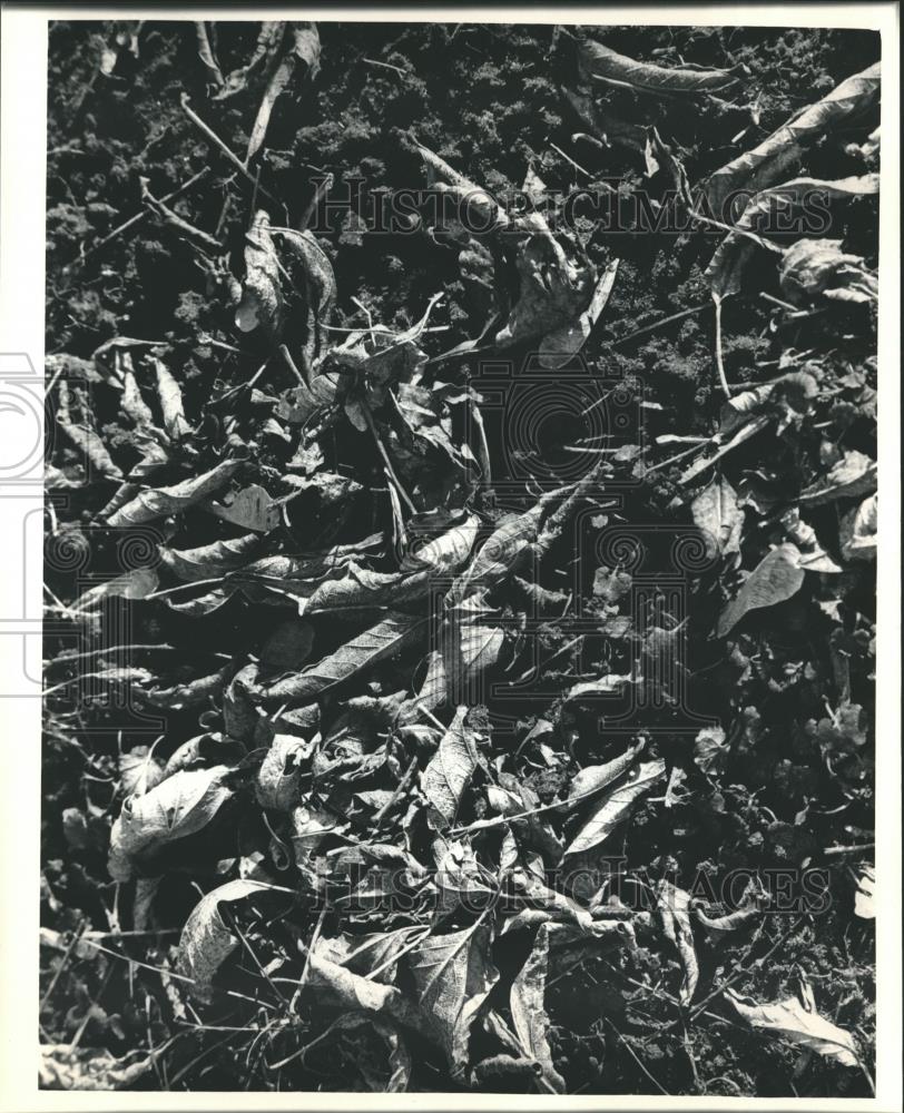 1986 Press Photo Most of year,a layer of debris insulates the top layer of earth - Historic Images