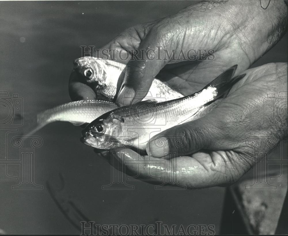 1986 Press Photo Alewives first introduced into Lake Michigan in 1949 - Historic Images