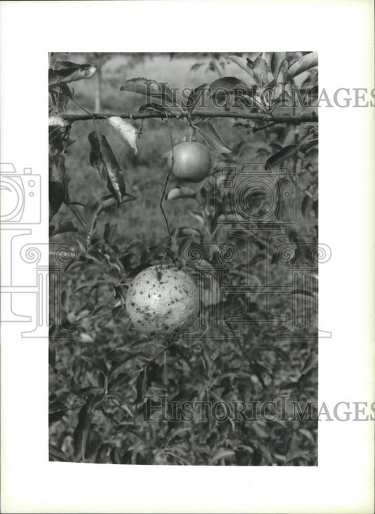 1994 Press Photo A sticky red plastic ball traps insects at Ela Orchard - Historic Images