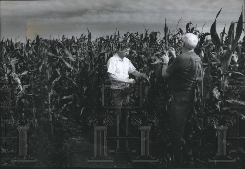 1994 Press Photo Albert Wolf and son Ray check corn growth on their farm. - Historic Images