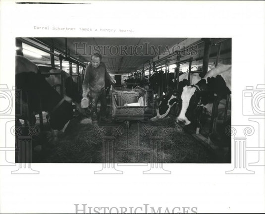 1995 Press Photo Darrel Schartner feeds his herd of dairy cows, Sevastopol, Wis. - Historic Images
