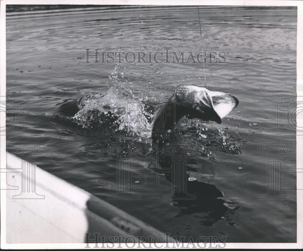 Press Photo A wild fling against the entangled hook - Northern Pike - mjb15730 - Historic Images