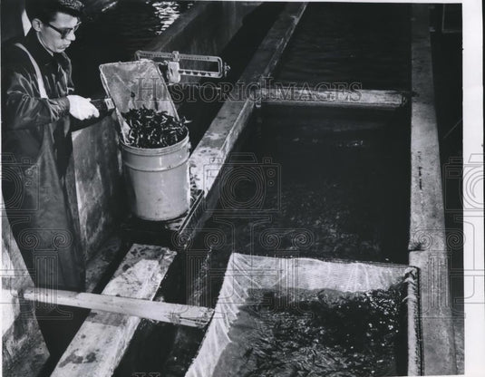 1989 Press Photo Coho Salmon Fingerlings at Michigan's Harriette Hatchery - Historic Images