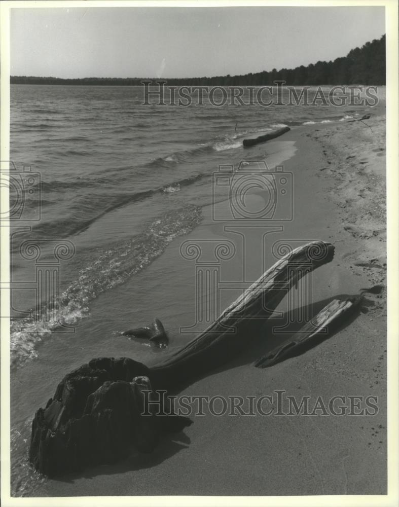 1986 Press Photo Driftwood on the Beach on Madeline Island, Wisconsin - Historic Images