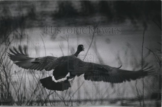 1981 Press Photo Canadian Goose Flying North in Columbia County, Wisconsin - Historic Images
