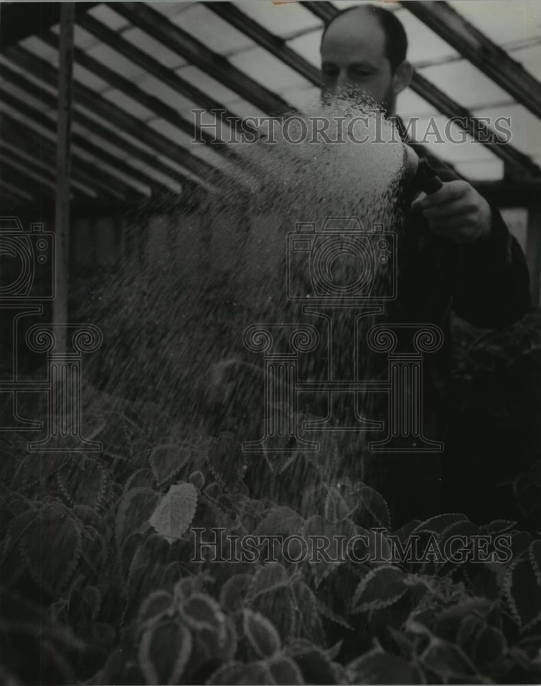 1995 Press Photo Coleus Plants, Milwaukee's Municipal Nursery - mjb18091 - Historic Images
