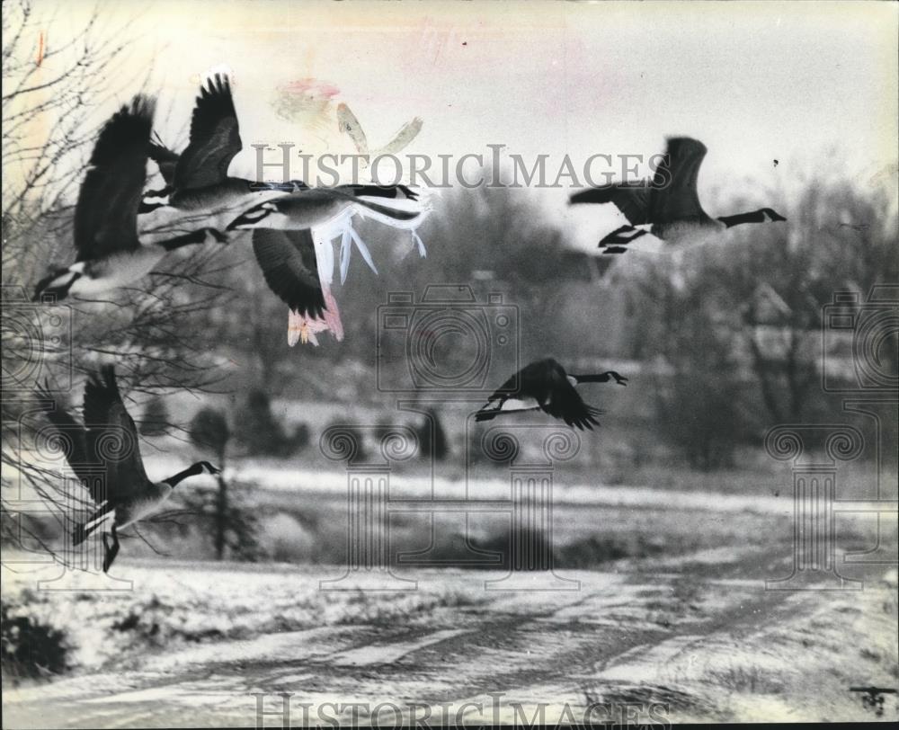 1980 Press Photo Geese Fly Over a Nearby Farm in Jefferson County Wisconsin - Historic Images