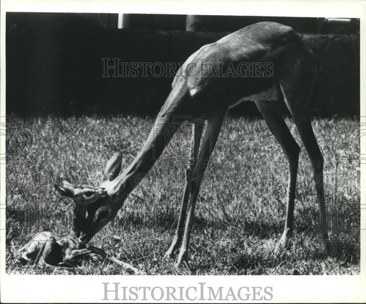 1982 Press Photo Gerenuks bred at the Busch Gardens near Tampa, Florida - Historic Images