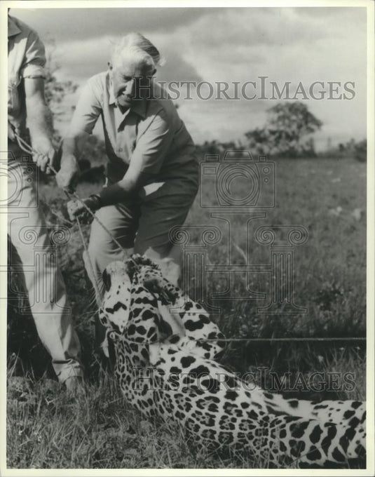 1978 Press Photo Marlin Perkins Nets Jaguar on "Wild Kingdom" Episode - Historic Images