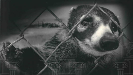 1986 Press Photo South American coat-mundi belongs to racoon family, Wisconsin - Historic Images