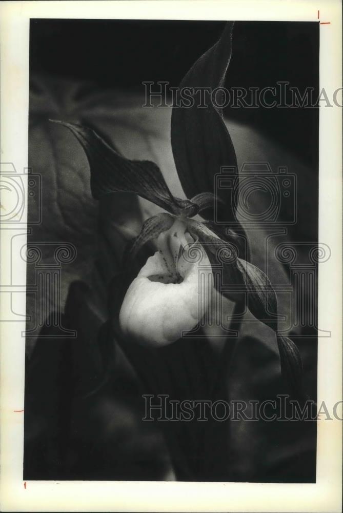 1983 Press Photo This ladyslipper orchid has blossoms beginning to appear - Historic Images
