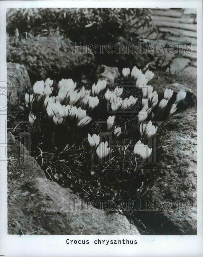 1992 Press Photo Crocus blooming in Milwaukee area after snow receded - Historic Images