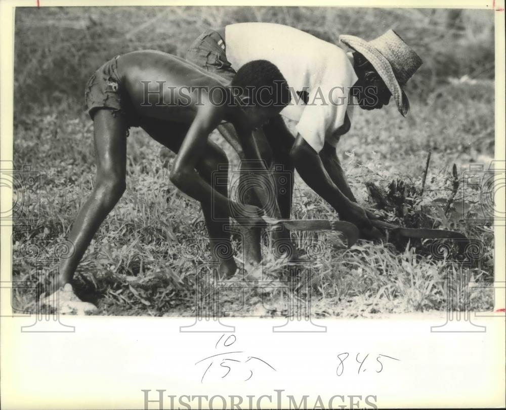 1980 Press Photo Haitian Farmer and Son Weed Vegetable Patch - mjb36400 - Historic Images