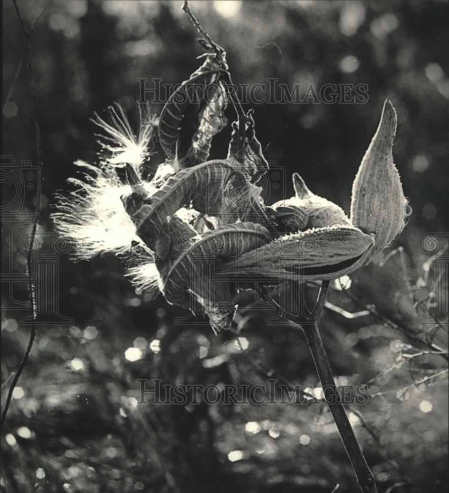 1987 Press Photo Milkweed pods release seeds at Retzer Nature Center - mjb38703 - Historic Images