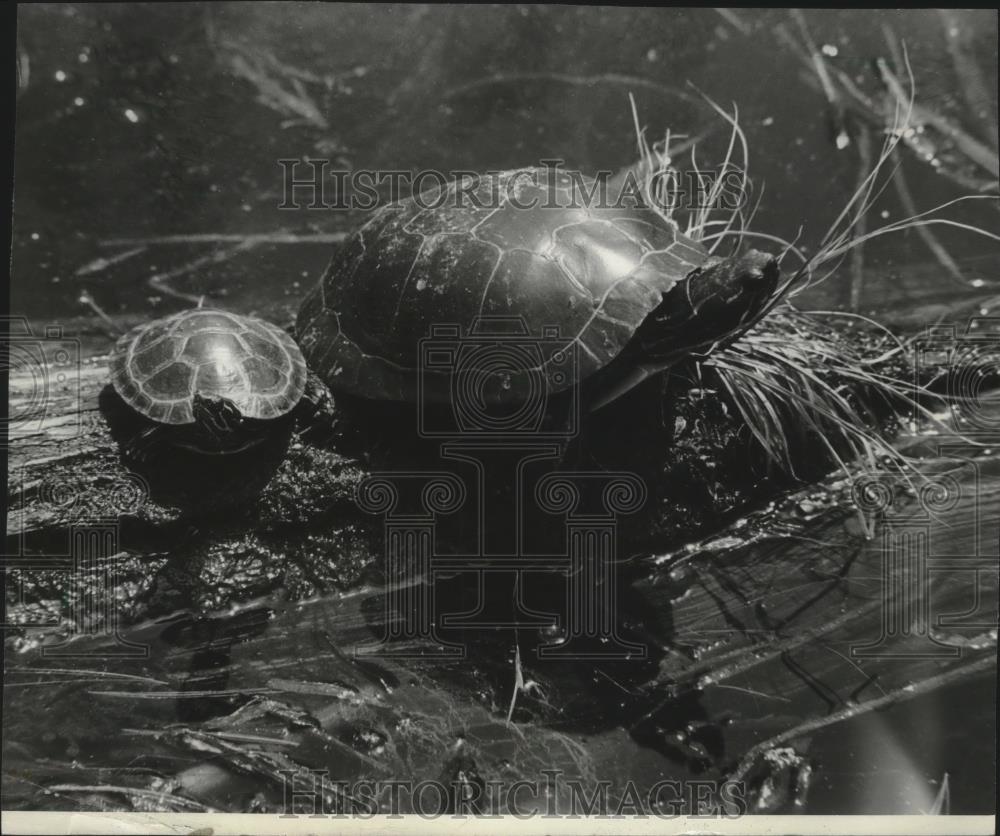1983 Press Photo Turtles Sun Themselves at Marion Mill Pond, Waupaca County - Historic Images