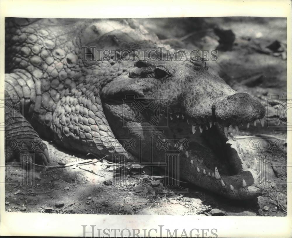 1993 Press Photo Crocodile at the Spencer Creek Crocodile Ranch, Victoria Falls - Historic Images
