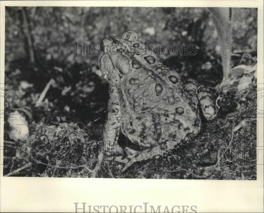 1986 Press Photo Warty Toad - mjb39971 - Historic Images