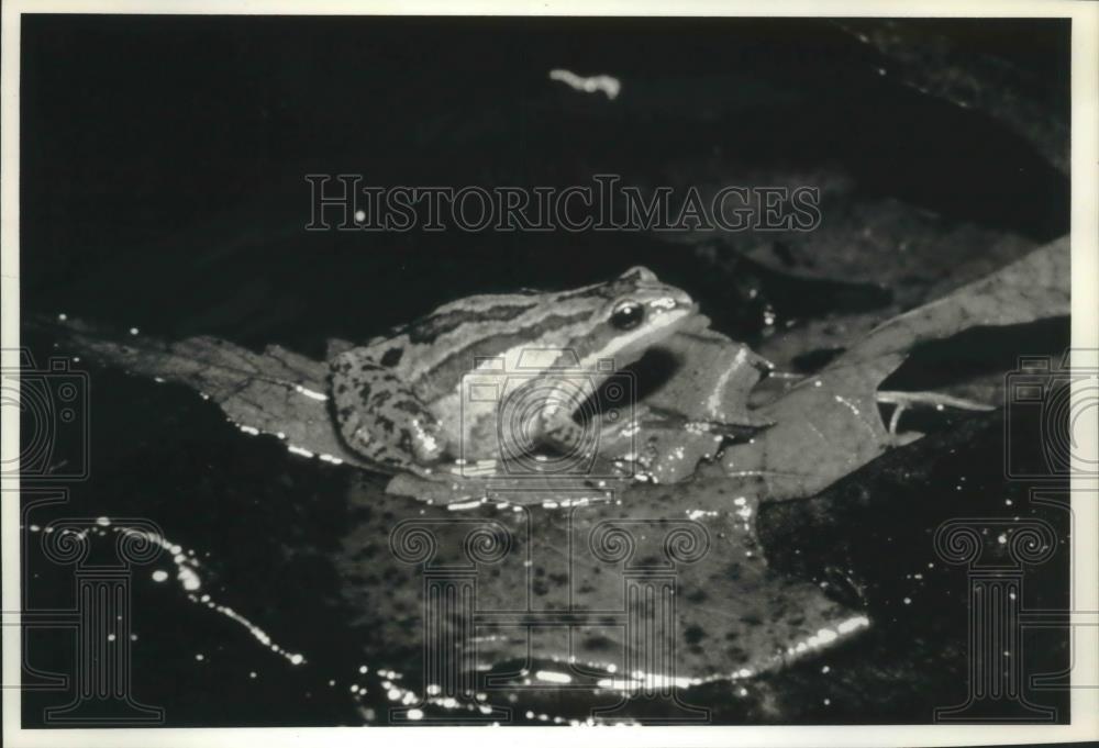 1993 Press Photo Frog in a pond, Wisconsin - mjb40112 - Historic Images