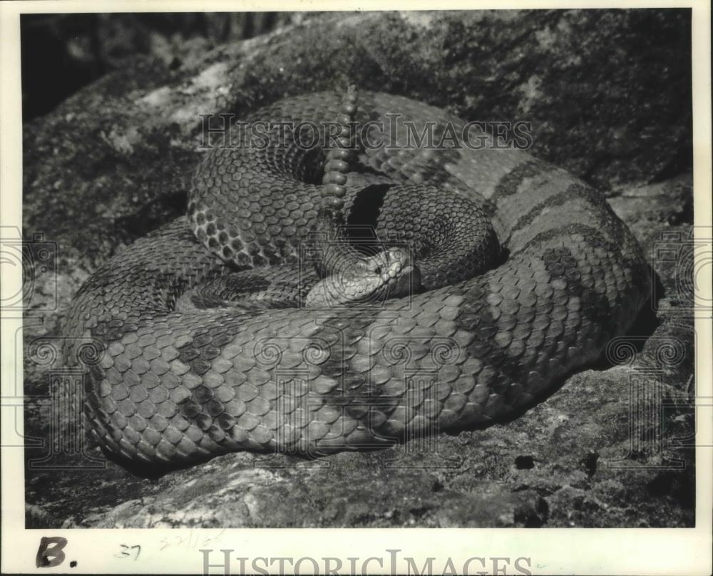 1986 Press Photo A coiled rattlesnake shakes its rattles, Iowa County. - Historic Images