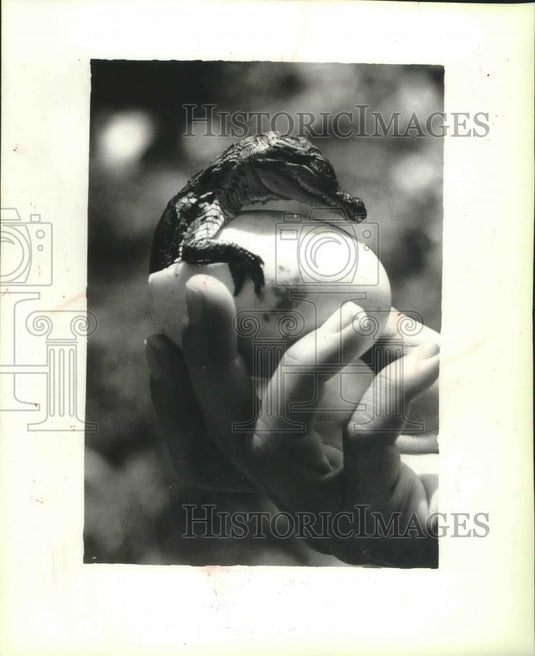 1980 Press Photo Baby crocodile hatching; Spencer Creek Crocodile Ranch; Africa - Historic Images