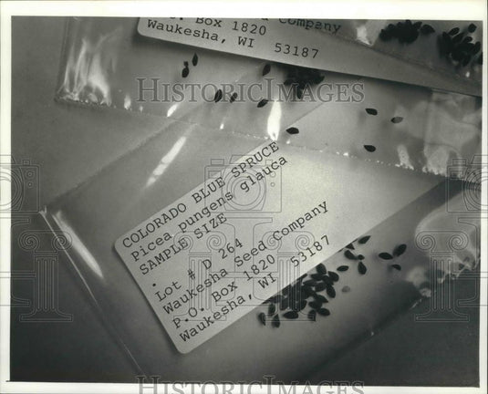 1990 Press Photo Blue spruce seeds are sold to be grown in Colorado - mjb42697 - Historic Images