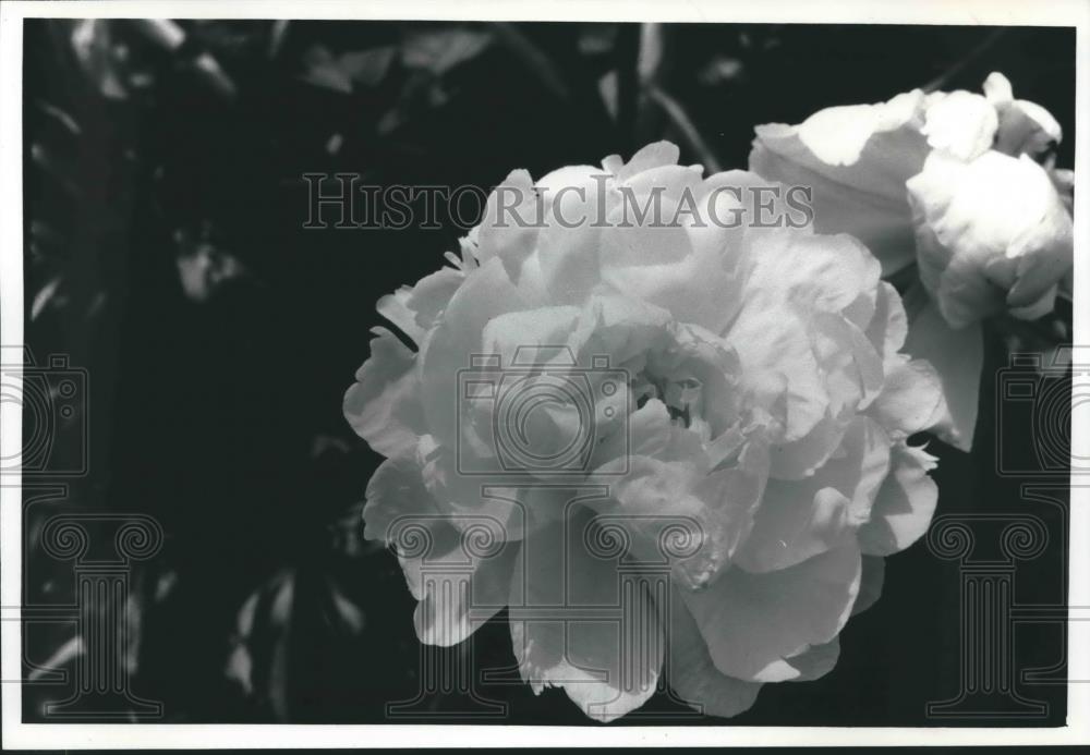 1990 Press Photo White semi-double, Miss America Peony in Full Bloom - mjb45401 - Historic Images