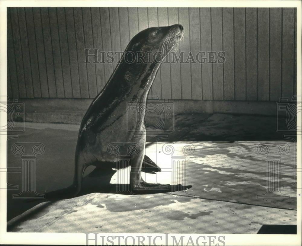 1986 Press Photo Mota, a sea lion at Milwaukee County Zoo - mjb48147 - Historic Images