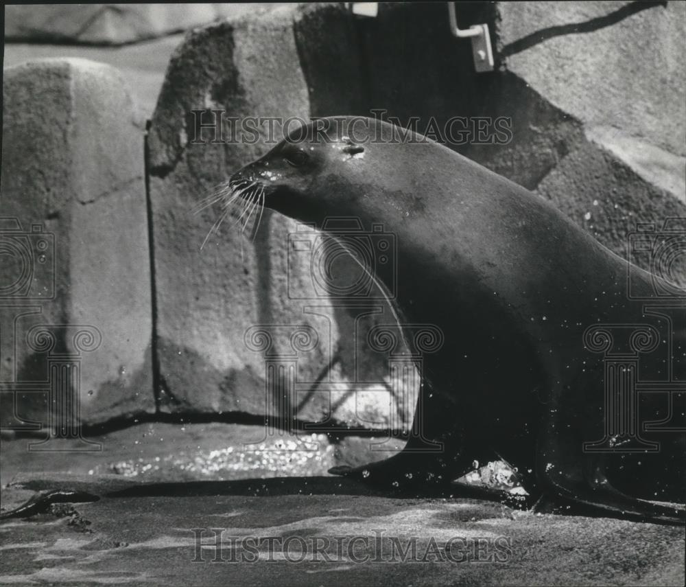 1978 Press Photo Sea Lion at the Zoo, Milwaukee. - mjb48152 - Historic Images