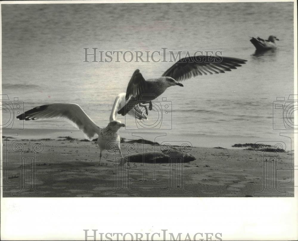 1978 Press Photo Seagull protecting its fish, Baileys Harbor in Door County - Historic Images