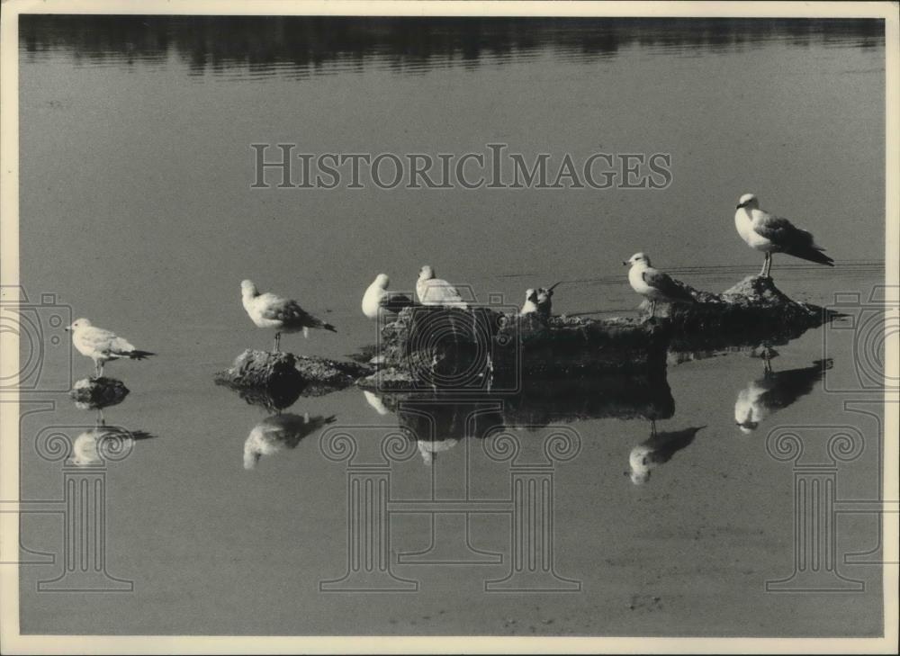 1983 Press Photo Group of seagulls at Madison's Lake Wingra - mjb49164 - Historic Images