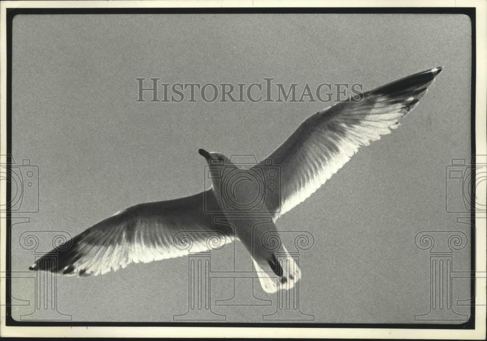 1977 Press Photo view from ground of sea gull flying over head - mjb49178 - Historic Images