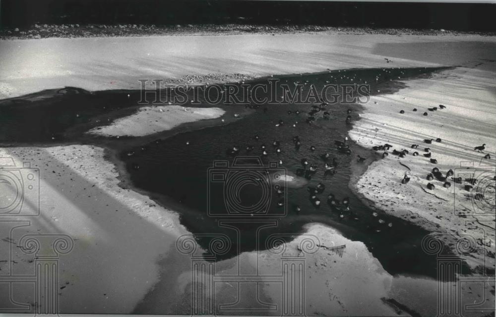 1990 Press Photo Canada geese, flock of gulls enjoy open water Milwaukee river. - Historic Images