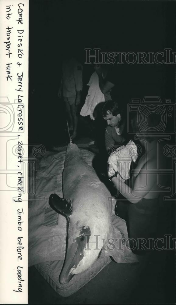 1986 Press Photo Milwaukee County Zoo workers cover dolphin with zinc oxide - Historic Images