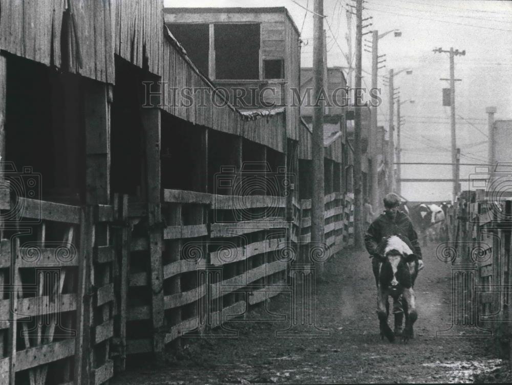 1979 Press Photo Bill Henrichsen moves cow towards pen at  Milwaukee Stockyards - Historic Images