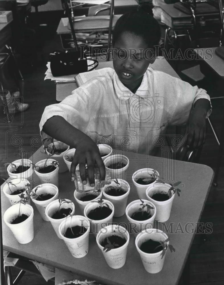 1990 Press Photo U.S. Grant School Pupil With Tomato Seedlings For Experiment - Historic Images