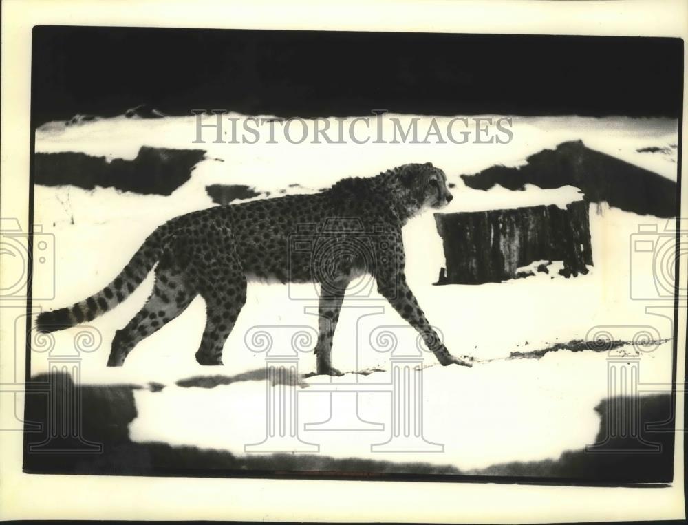 1980 Press Photo Pete the Cheetah at the Milwaukee County Zoo in Wisconsin - Historic Images