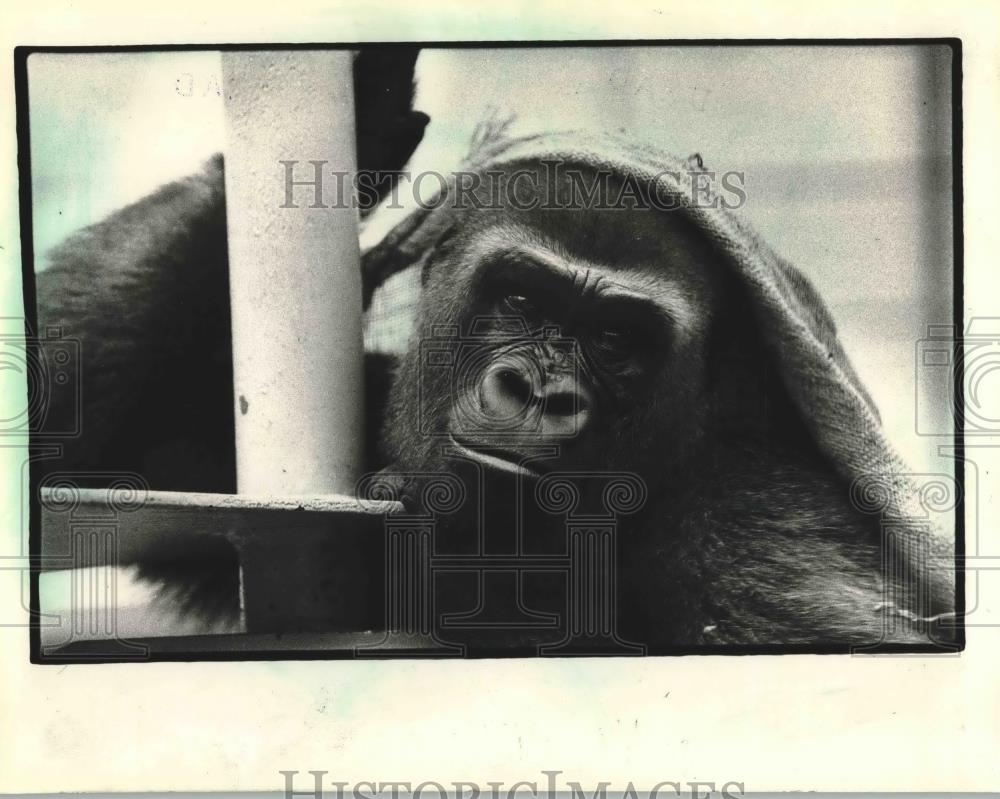 1981 Press Photo Diane,  gorilla on loan to the Zoo wraps herself up, Milwaukee. - Historic Images