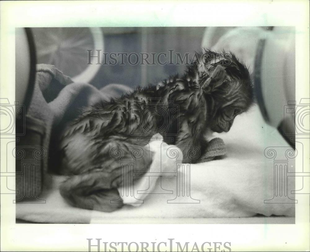 1983 Press Photo World&#39;s first test-tube rhesus monkey being warmed, Wisconsin. - Historic Images