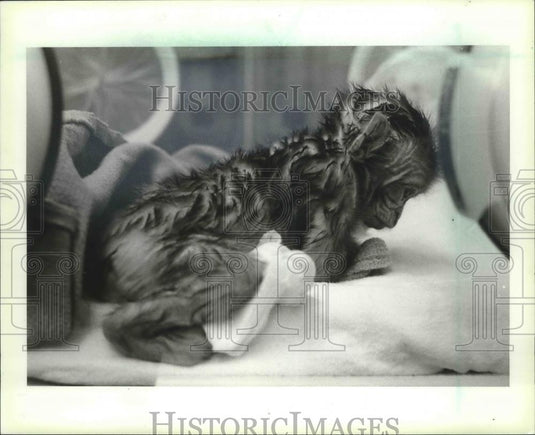 1983 Press Photo World's first test-tube rhesus monkey being warmed, Wisconsin. - Historic Images