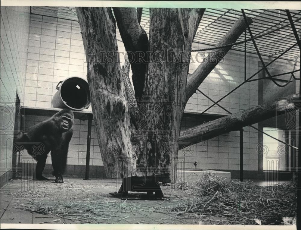 1984 Press Photo Detroit Gorilla, Mesou on breeding loan to Milwaukee County Zoo - Historic Images