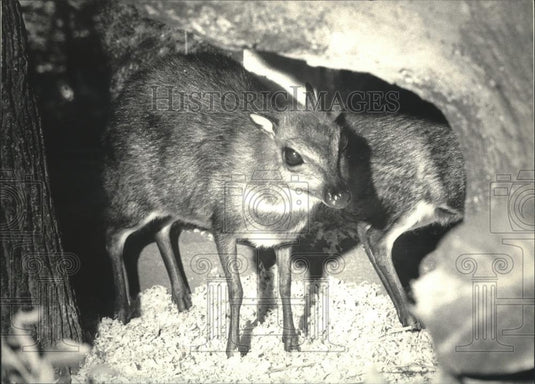 1987 Press Photo Chevrotain at the Milwaukee County Zoo in Wisconsin - mjb52938 - Historic Images