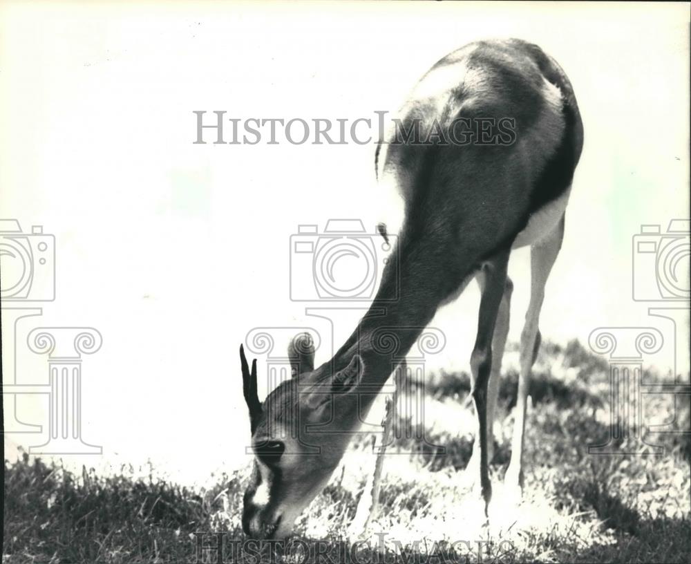 1987 Press Photo A Thompson&#39;s Gazelle at the Milwaukee County Zoo in Wisconsin - Historic Images