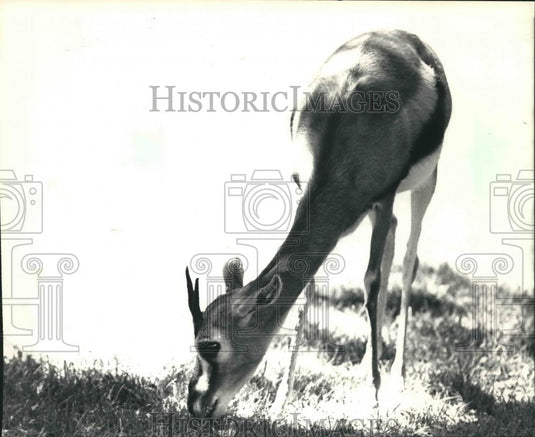1987 Press Photo A Thompson's Gazelle at the Milwaukee County Zoo in Wisconsin - Historic Images